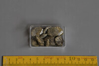 F 01486
<br/>
<br/>
<em></em>